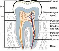 Image result for Tooth Nerve Pain