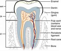Image result for Teeth Jawbone