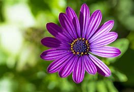 Image result for Purple Flower Close Up