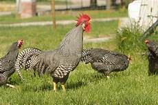 animali da cortile in vendita mucche in vendita bovini come fare per acquistare una animali da cortile in vendita mucche in vendita bovini come fare per acquistare una