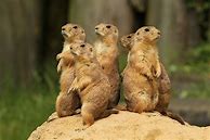 Image result for Standing Prarie Animal
