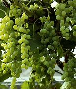 Image result for Vitis Himroed