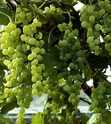 Image result for Vitis Himroed