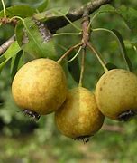 Image result for Pyrus communis *in soorten*