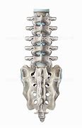 Image result for Lumbar Spine and Sacrum