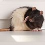 Image result for Difference Between Young Rat and Mouse