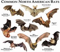 Image result for Bat Print Pennsylvania