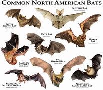 Image result for Bat Illustration Variations