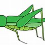 Image result for Green Cricket Grasshopper Looking Bug