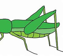 Image result for Cricket ClipArt