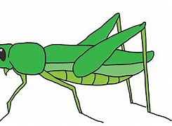 Image result for Cricket Insect Cartoon Clip Art