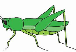 Image result for Cricket Insect Outline