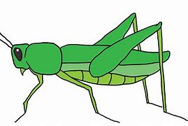 Image result for Cricket Insect Stock Images Cartoon