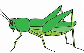 Image result for Cute Cartoon Crickets