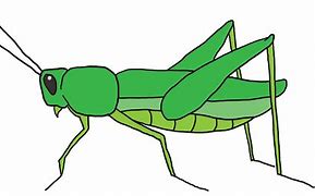Image result for Grasshopper Catoon