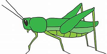 Image result for Grasshopper Art for Kids