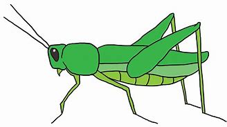 Image result for Cricket Insect Clip Art Black and White