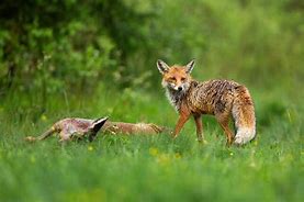 Image result for Adult Deer Fox