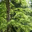 Image result for Bald Cypress