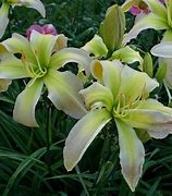 Image result for Hemerocallis Dancing Summerbird