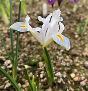 Image result for Iris reticulata Natascha