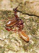 Image result for especificidae