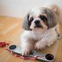 Image result for Smallest Animal in the Litter