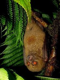 Image result for Monkey-Faced Bat