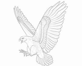 Image result for Hawk Drawing Outline