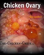 Image result for Ovary Egg Production