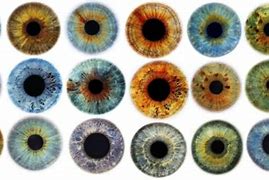 Image result for Rare Eye Color Brown