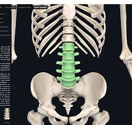 Image result for Lumbar Region Anatomy