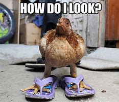 Image result for Plastick Chicken Memes