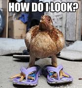 Image result for Cute Chicken Memes