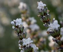 Image result for Lavandula ang. Edelweiss