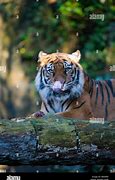 Image result for Zoo Doo Tiger Feeding