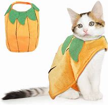 Image result for Cat Pumpkin Costume