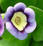 Image result for Primula auricula Wincha