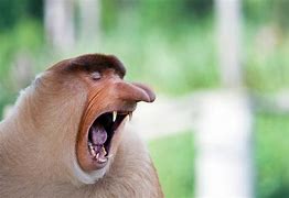 Image result for Monkeys Funny Animals Memes