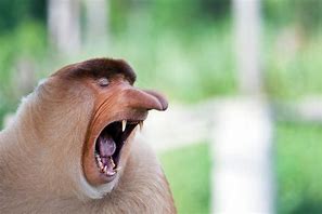Image result for Funny Angry Monkey