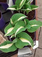 Image result for Hosta Reversed