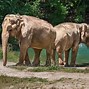 Image result for Los Angeles Zoo Elephants