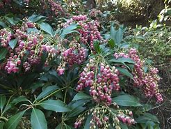 Image result for Pieris jap. Valley Valentine