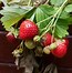 Image result for Strawberry Hanging Pots