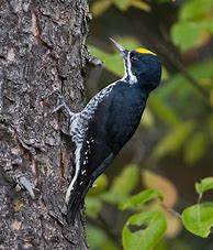 Image result for Picoides arcticus