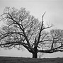 Image result for Black and White Tree Wallpaper