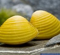 Image result for Oldest Quahog Clam