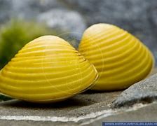 Image result for Clam Shell Pic