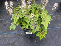 Image result for Tiarella Jeepers Creepers