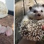 Image result for Cutest Hedgehog Ever